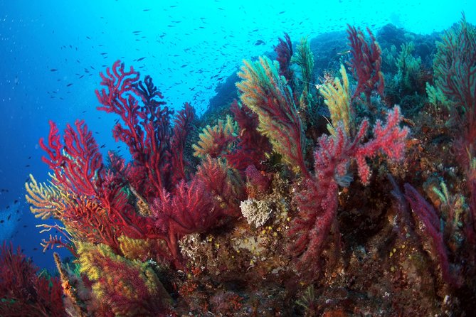 Scuba Diving in Calabria, Italy - Meeting and Logistics
