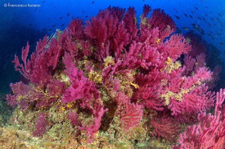 Scuba Diving in Capo Milazzo - Pricing and Duration
