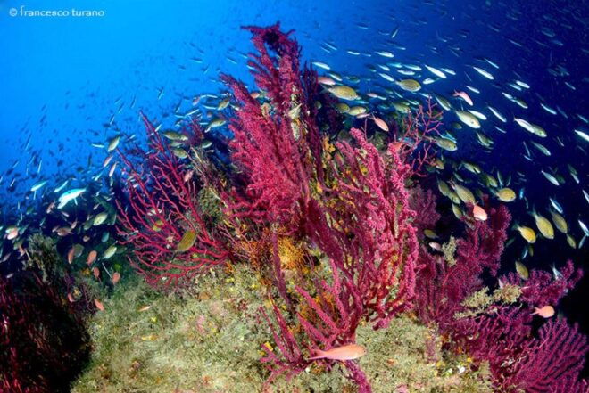 Scuba Diving in Capo Milazzo - Dive Highlights