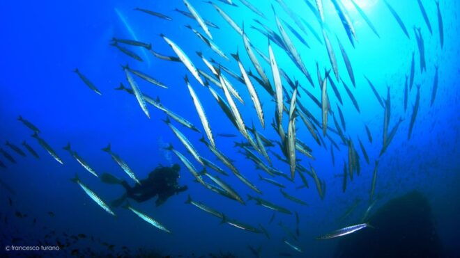 Scuba Diving in Capo Milazzo - Inclusions and Experience Description
