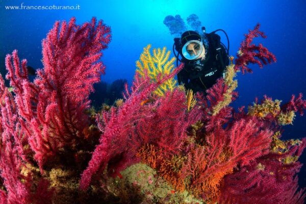 Scuba Diving in Capo Milazzo - The Sum Up