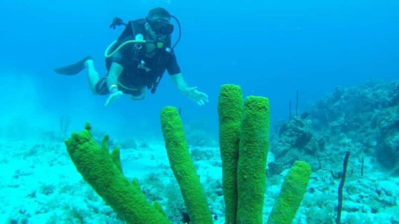 Scuba Diving in Catalina Island - Practical Details and Considerations
