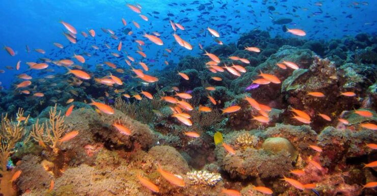 Scuba Diving in Colombo - Activity Overview