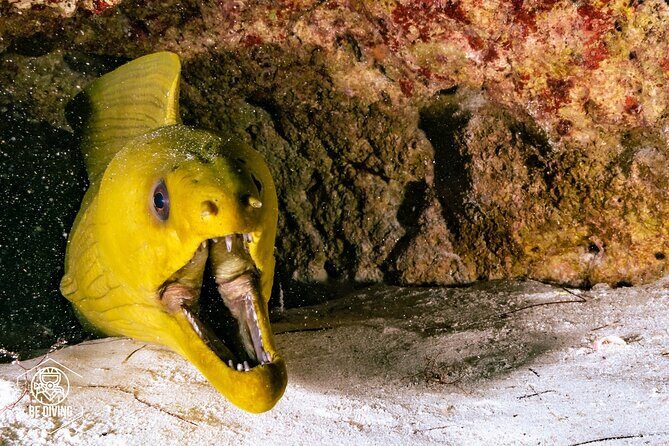 Scuba Diving in Cozumel Island - FAQ