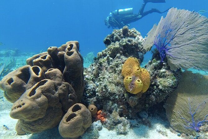 Scuba Diving in Cozumel or Playa del Carmen with Certificates - Good To Know