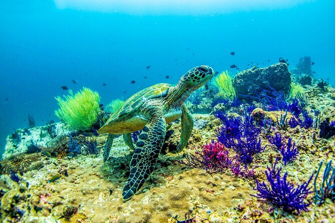 Scuba Diving in Fujairah With Private Transfers - Private Transfer Options