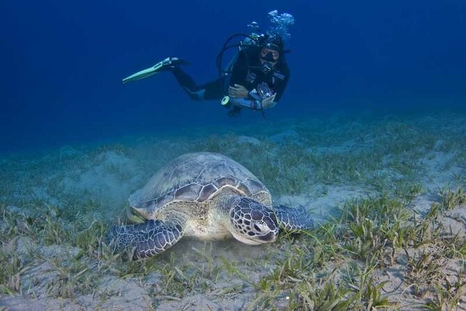 Scuba Diving in Fujairah With Private Transfers - The Sum Up