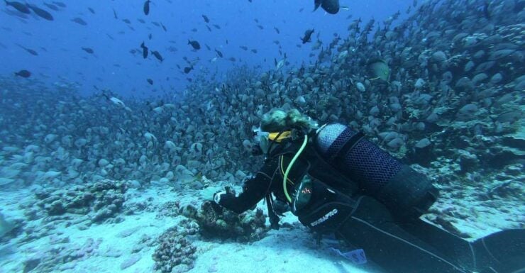 Scuba Diving in Hikkaduwa - Highlights of Scuba Diving in Hikkaduwa