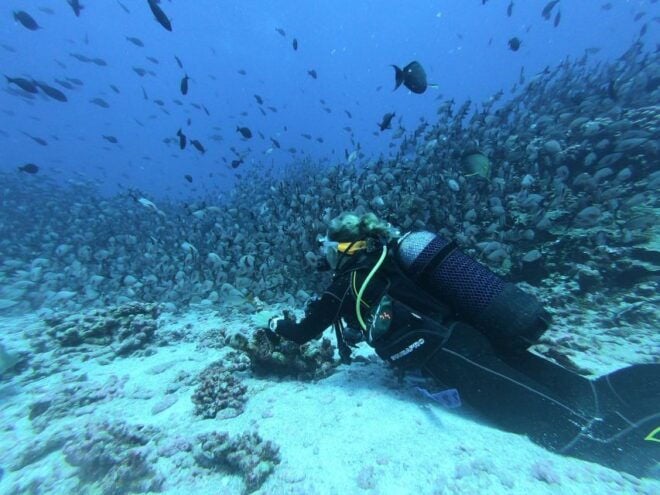 Scuba Diving in Hikkaduwa - Diverse Marine Life in Sri Lanka