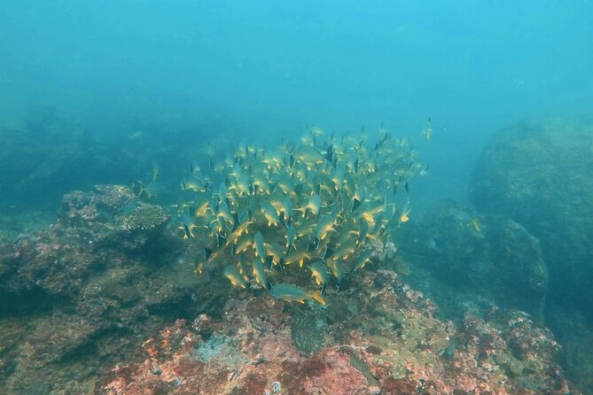 Scuba Diving in Kalpitiya - Good To Know