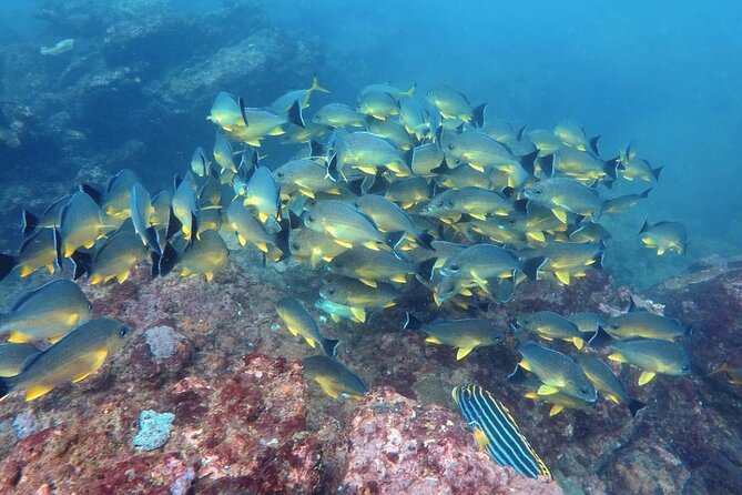 Scuba Diving in Kalpitiya - Traveler Accessibility