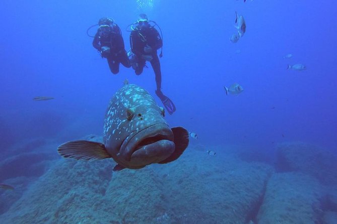 Scuba Diving in La Maddalena and Lavezzi Marine Protected Areas. - Marine Life Exploration