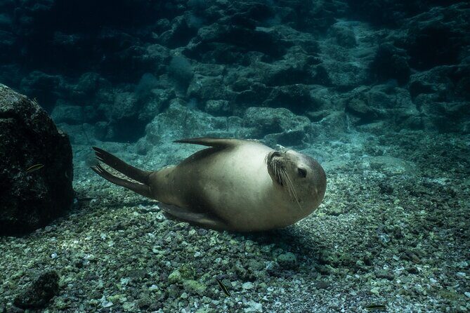 Scuba Diving in La Paz Private Tour - First Stop: The Initial Dive Site  