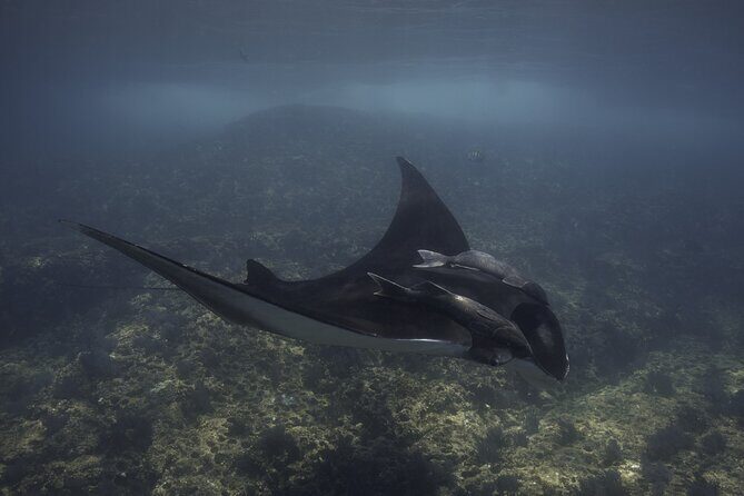 Scuba Diving in La Paz Private Tour - The Second Dive  