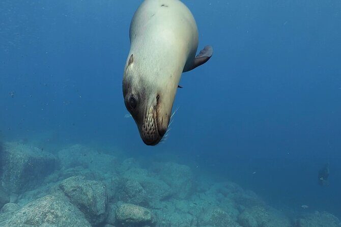 Scuba Diving in La Paz Private Tour - Meeting Point and Timing  