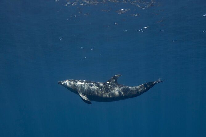 Scuba Diving in La Paz Private Tour - Perfect for: Small groups, couples, or families wanting an intimate, flexible, and scenic diving adventure in La Paz.