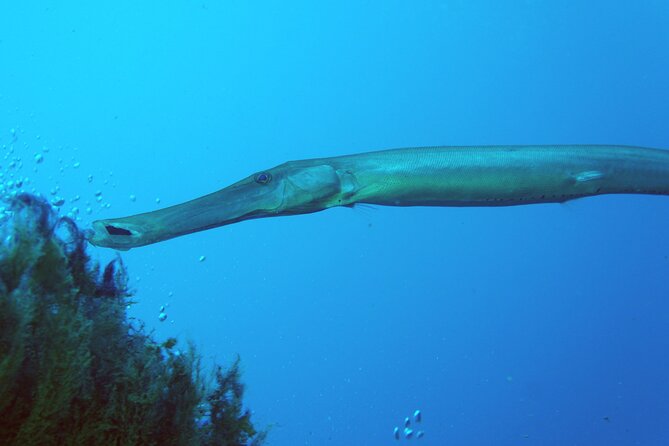 Scuba Diving in Lanzarote (For Certified Divers Only) - Overview of the Experience