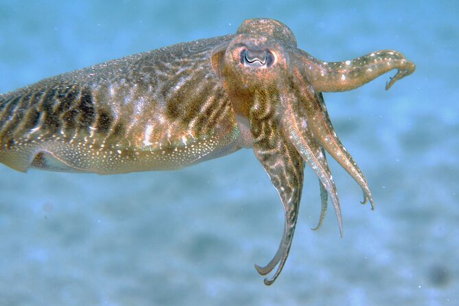 Scuba Diving in Lanzarote (For Certified Divers Only) - Additional Information and Restrictions