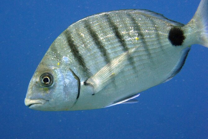 Scuba Diving in Lanzarote (For Certified Divers Only) - Common Questions