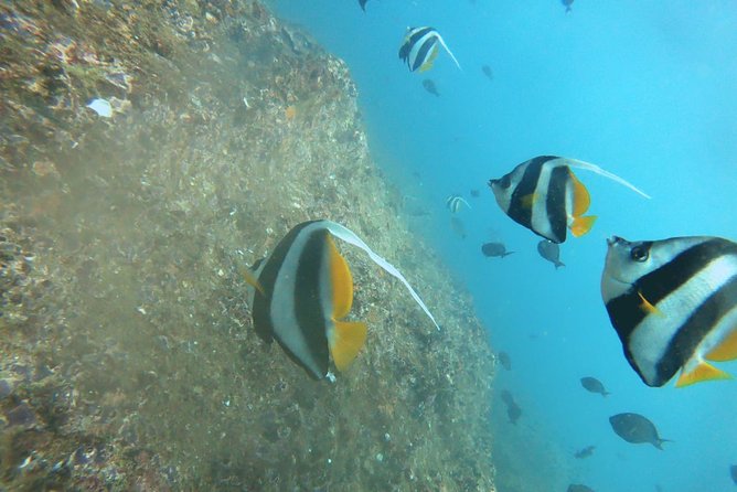 Scuba Diving in Mirissa - What to Expect