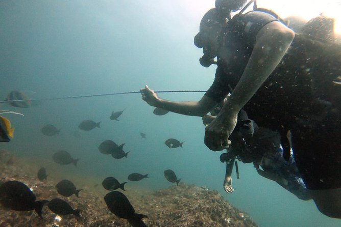 Scuba Diving in Mirissa - Reviews