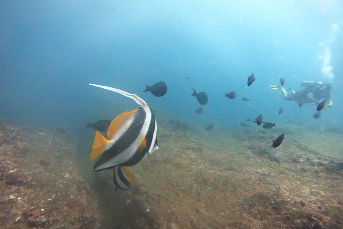 Scuba Diving in Mirissa - Common Questions