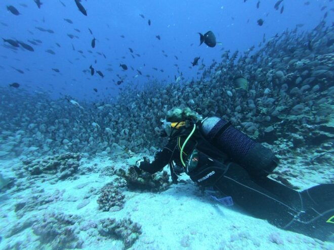 Scuba Diving in Mirissa - Activity Highlights