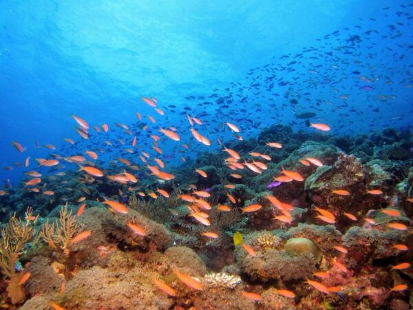 Scuba Diving in Mirissa - The Sum Up