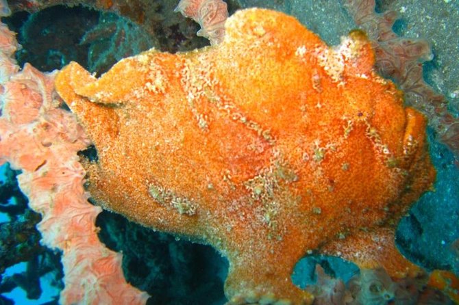 Scuba Diving in PADANG BAY BALI - Scuba Diving Packages Offered