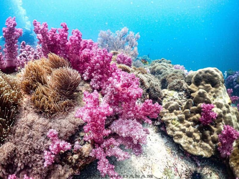 Scuba Diving in Phuket  4-Day 3-Night Experience - Good To Know