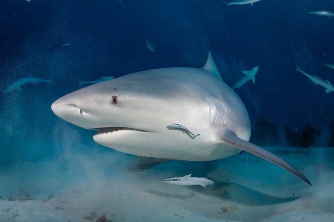 Scuba Diving in Playa Del Carmen for Small Groups - Overview and Inclusions