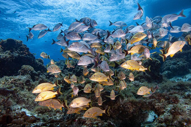 Scuba Diving in Playa Del Carmen for Small Groups - Meeting and Pickup