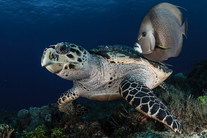 Scuba Diving in Playa Del Carmen for Small Groups - Scuba Diving Gear and Equipment