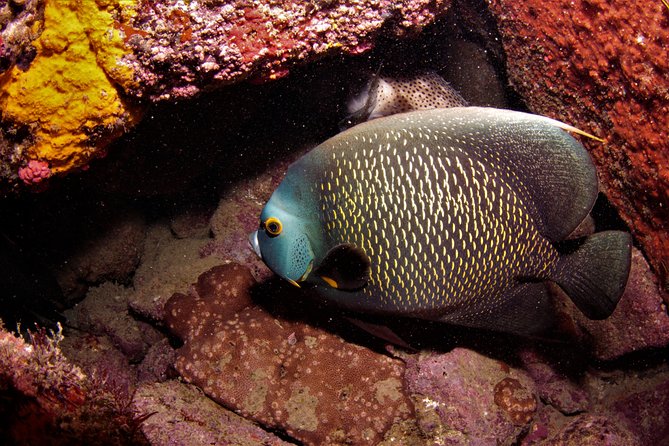 Scuba Diving in Rio De Janeiro - Top Scuba Diving Spots in Rio