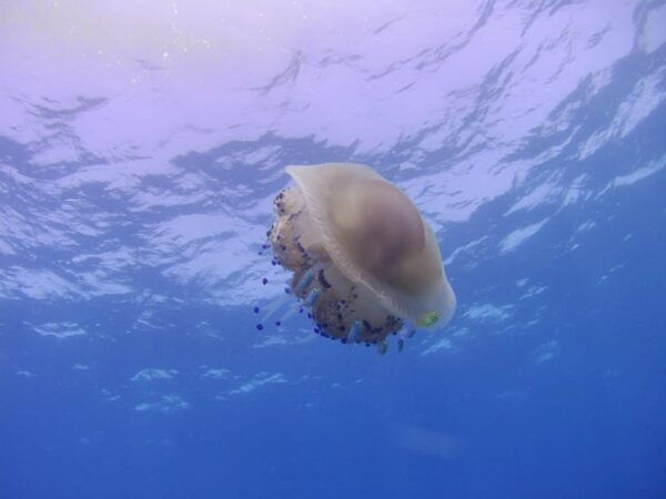Scuba Diving in the Volcanic Caldera/shorelines of Santorini - Frequently Asked Questions