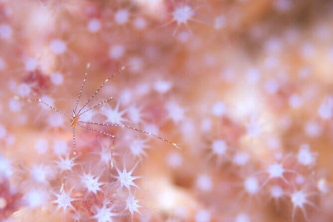 Scuba diving in Yakushima! (Guided Fun Diving for Licensed Guests) - What Makes the Guided Dives Special?