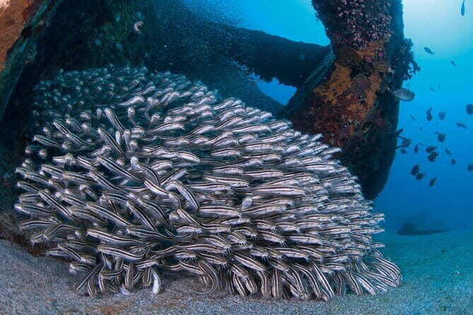 Scuba diving in Yakushima! (Guided Fun Diving for Licensed Guests) - Authentic Experiences from Past Divers