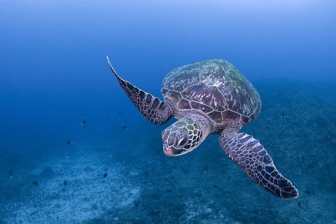Scuba diving in Yakushima! (Guided Fun Diving for Licensed Guests) - Good To Know