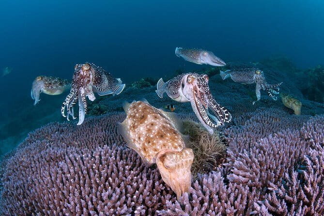 Scuba diving in Yakushima! (Guided Fun Diving for Licensed Guests) - What to Expect from the Tour