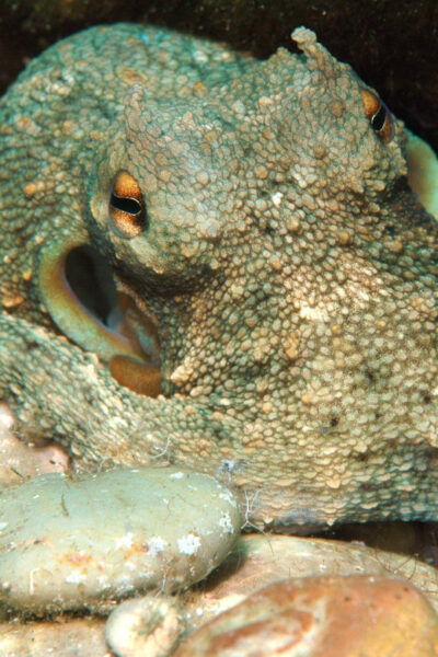 Scuba Diving Kolymbia Rhodes Greece - Marine Life and Dive Sites