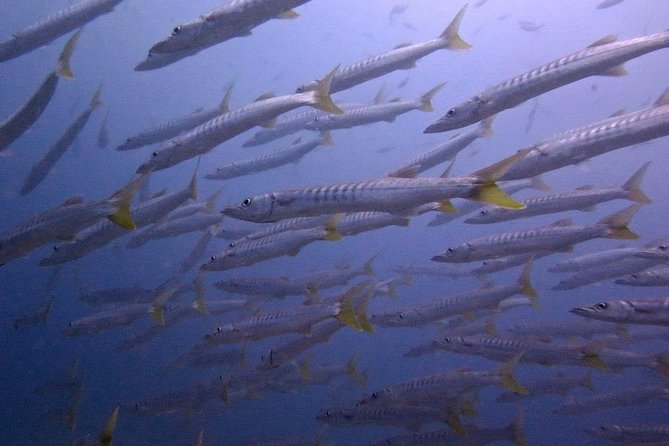 SCUBA Diving Lessons in Koh Lipe  - Ko Lipe - Professional Instruction for Beginner Divers