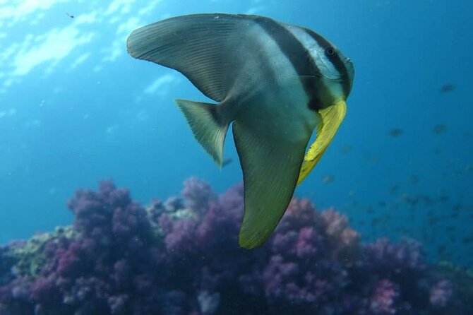 SCUBA Diving Lessons in Koh Lipe  - Ko Lipe - Cancellation Policy Details
