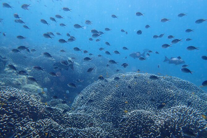 Scuba Diving Menjangan Island - Discovering Menjangan Island: What to Expect