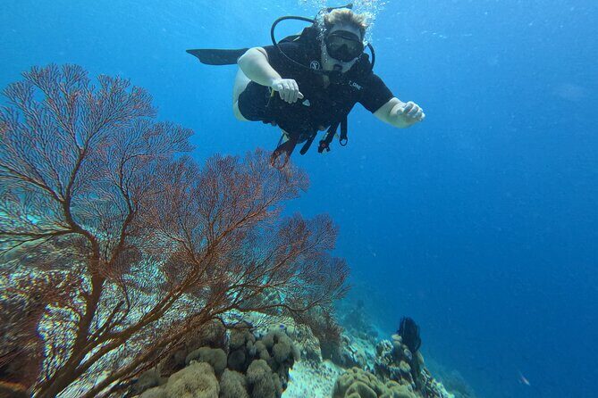 Scuba Diving Menjangan Island - The Sum Up
