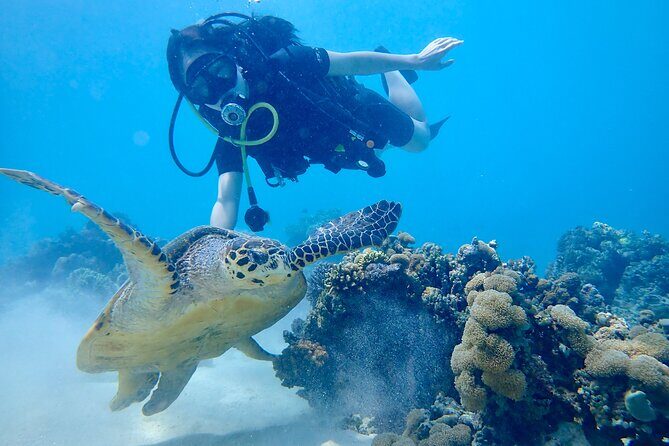 Scuba Diving Menjangan Island - FAQ