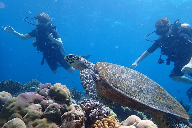 Scuba Diving Menjangan Island - Why Choose the Scuba Diving Menjangan Island Tour?