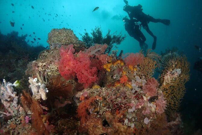 Scuba Diving Menjangan Island - Practical Details and Considerations