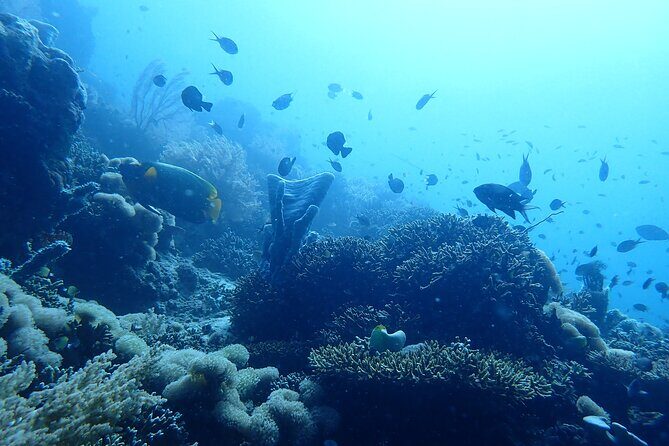 Scuba Diving Menjangan Island - Summary: Is It Worth It?