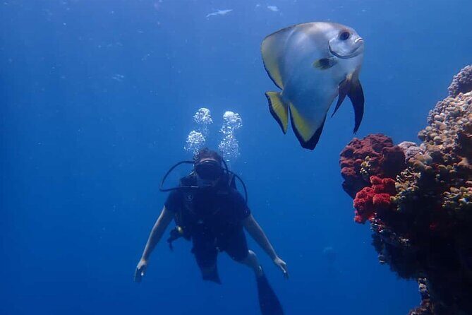 Scuba Diving Menjangan Island - Who Is This Tour Best For?