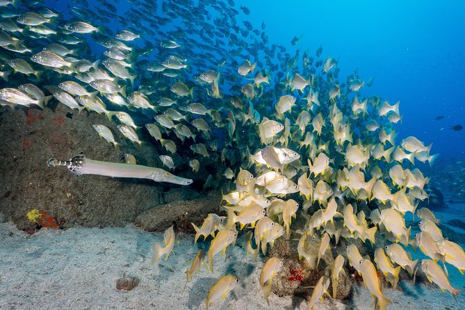 Scuba Diving Multi Dives in Playa De La Americas - Common Questions